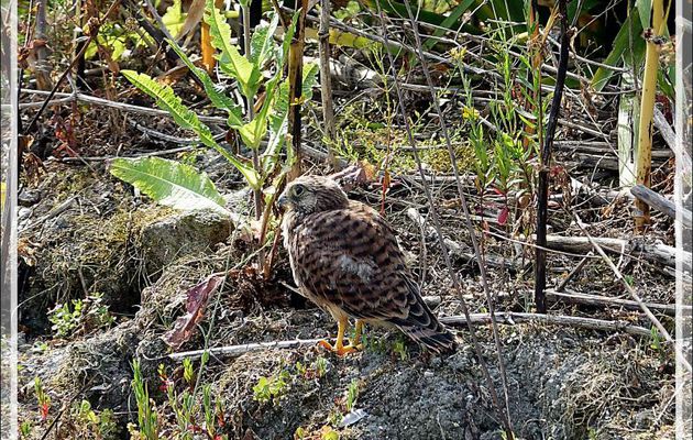 Le poussin d'Emouchet ou Faucon crécerelle, Common Kestrel (Falco tinnunculus) vole désormais et est descendu de son arbre - La Couarde-sur-Mer - Ile de Ré - 17
