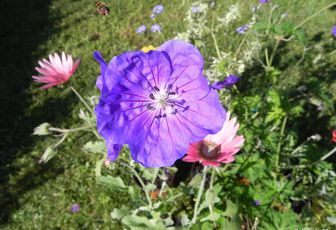 Des fleurs comme les autres !