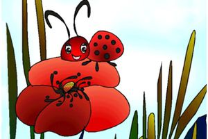 Coccinelle et coquelicot