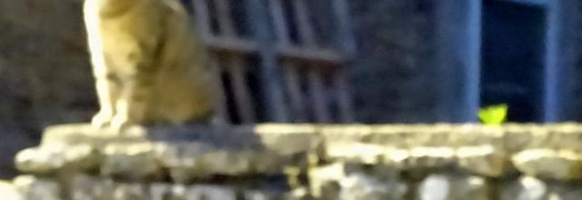 La semaine de Quya - Chat pître 5 mais pas que