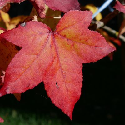 Feuilles et fleurs de novembre