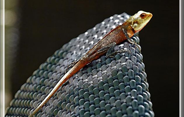 La métamorphose de couleur du Lézard Agame arlequin « Caméléon » mâle, Common Garden Lizard, Bloodsucker, Changeable lizard (Calotes versicolor) - Moofushi - Atoll d'Ari - Maldives