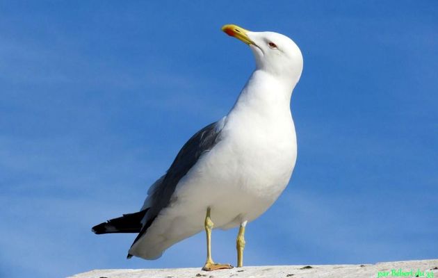 un goéland pensif ?
