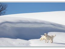 Neige .... encore !