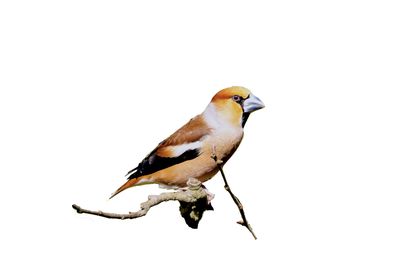 Le gros bec (cocothrautes cocothrautes) en images