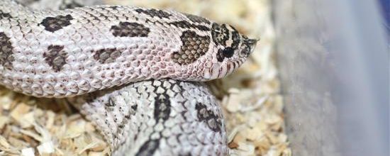 Heterodon nasicus