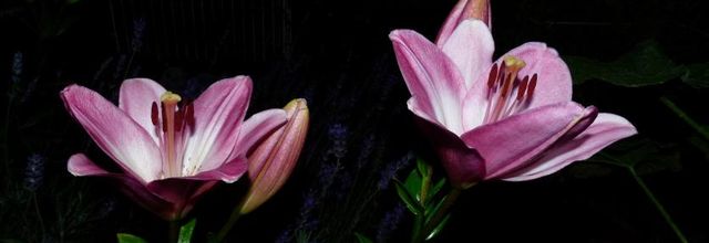 Des fleurs et des plumes