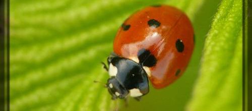 Coccinella septempunctata, la coccinelle à 7 points