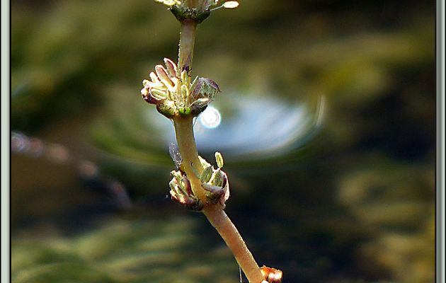 Floraison de la plante aquatique dite "submergée": la Myriophylle en épis (Myriophyllum spicatum) - Lartigau - Milhas - 31