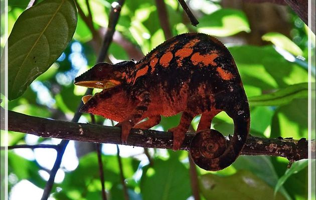 Caméléon panthère femelle, Panther chameleon (Furcifer pardalis) - Nosy Komba - Madagascar