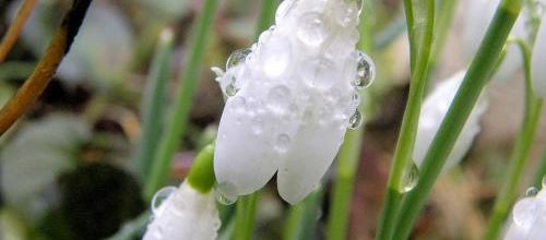 La légende du perce-neige