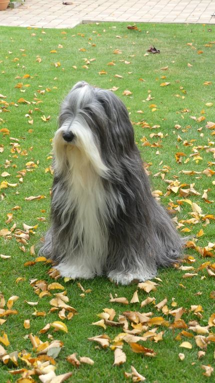 Diaporama Octavia * photos du 15.10.2025