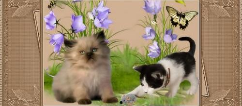  Le chat tout mimi 