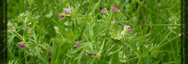 Géranium à feuilles découpées
