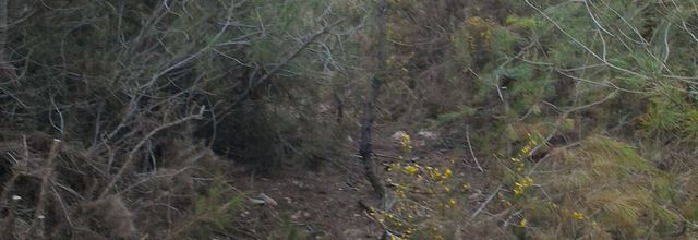 Trappe à la Dharma micro forêt : oasis de colline
