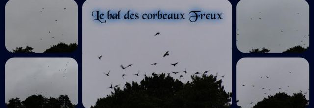 Le bal des corbeaux Freux