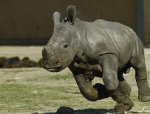 Unesco - Le second rhinocéros né en Ardèche... depuis la préhistoire