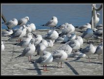 Mouettes rieuses - Chroicocephalus ridibundus