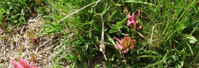 Trifolium alpinun - trèfle des Alpes - réglisse
