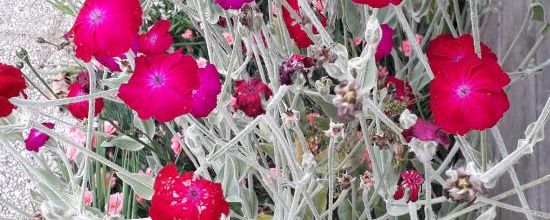  une fleur   en été 
