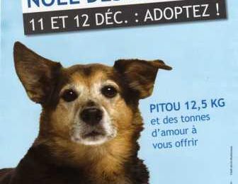 SPA de Pornic NOEL des Animaux