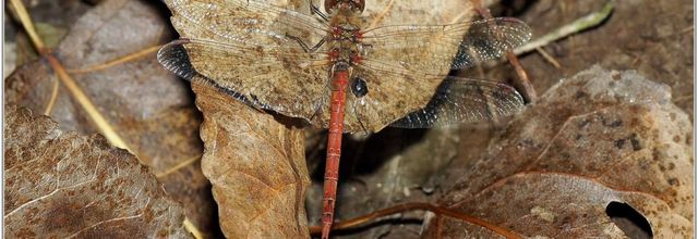 Sympétrum Strié (4) - Sympetrum striolatum