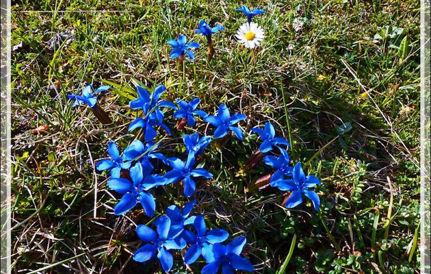 Gentiane de printemps ou printanière (Gentiana verna) - Bezins-Garraux - 31
