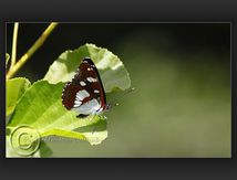 Sylvain azuré, (Limenitis reducta) - Nymphalidae
