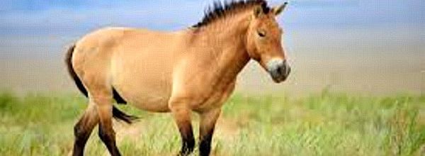 Le cheval de Przewalski