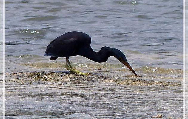 La bonne chasse de l'Aigrette sacrée, Pacific Reef Heron (Egretta sacra) - Raiatea - Polynésie française