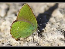 Thècle de la ronce ou Argus vert, (Callophrys rubi) - Lycaenidae