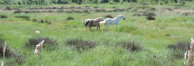 des chevaux dans le marais à Oléron (17)