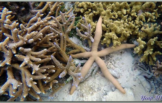 Etoile de mer comète (Linckia guildingi) - Athuruga - Atoll d'Ari - Maldives