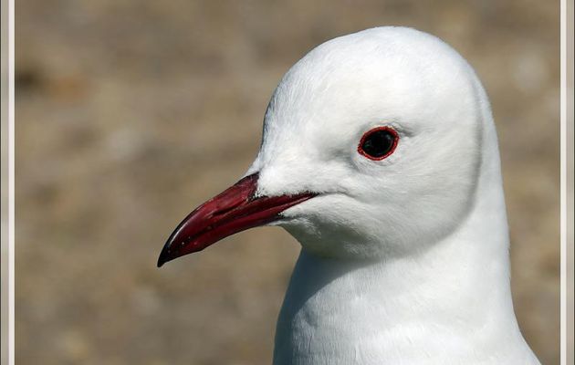 Mouette de Hartlaub, Hartlaub's Gull (Chroicocephalus hartlaubii) - Camps Bay - Cape Town - Afrique du Sud