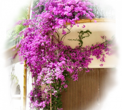 Des fleurs pour vos créations 