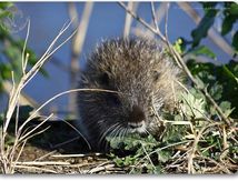 Bébés ragondins cachés dans les herbes