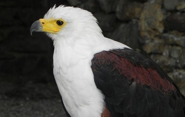 au donjon des aigles , un rapace ...