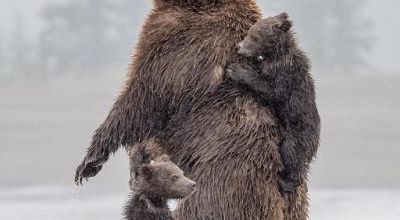 L'ours n'est pas dangereux pour l'homme (1)