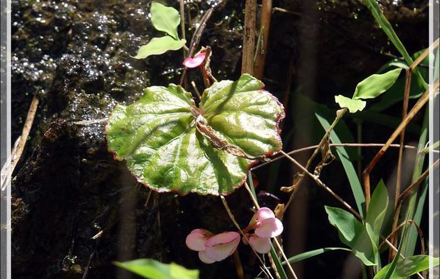 Bégonia sauvage - Nosy Tsarabanjina - Archipel des Mitsio - Madagascar