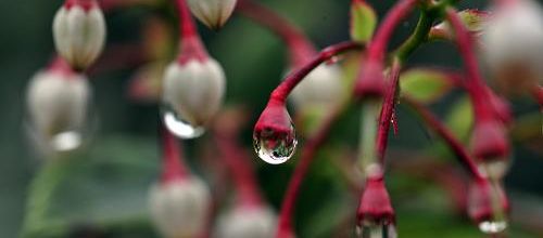 Plantes de jardin Foshan Taiwan