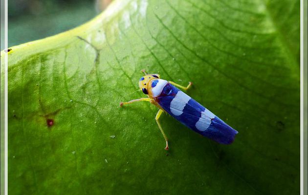 Cicadelle (leafhopper) - Inkaterra Hacienda Concepcion - Puerto Maldonado - Pérou