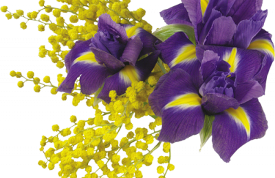 Du mimosa sur les chemins de bretagne entre pluie et soleil