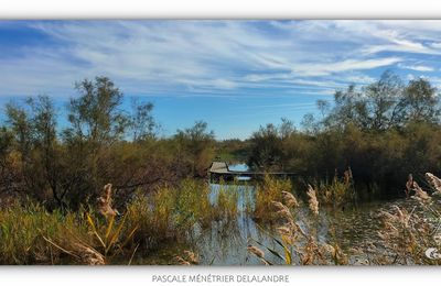 Camargue Gardoise - Le centre du Scamandre.