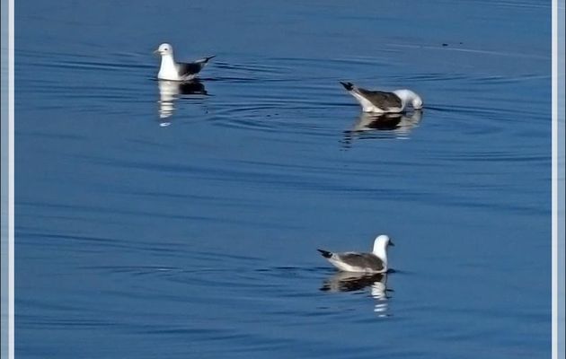 4 août 2019 : le bain de Mouettes tridactyles sur une mer d’huile - Navigation vers le Groenland - Mer de Baffin