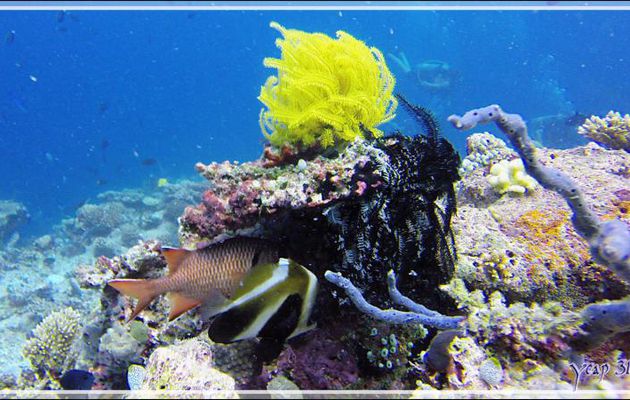 Comatule de Schlegel jaune en compagnie de divers autres organismes aquatiques - Kuda Faru Thila - Atoll d'Ari - Maldives