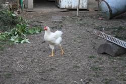 Le coq de Gilbert.