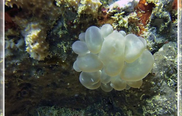 Corail à bulles, Bubble coral, Tipped bubblegum coral, Pearl coral, Grape coral (Physogyra lichtensteini) - Spot Betalinjona - Nosy Tsarabanjina - Archipel Mitsio - Madagascar