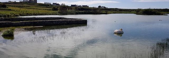 Une semaine à l'ile de Batz chez Zaza avec ma féline - Quand Pupuce affronte la vache
