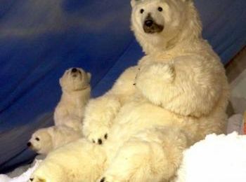 Le castor remplacé par l'ours polaire ?