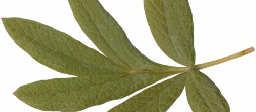 Ѽ Vegetation 